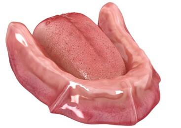 Zahnloser Unterkiefer