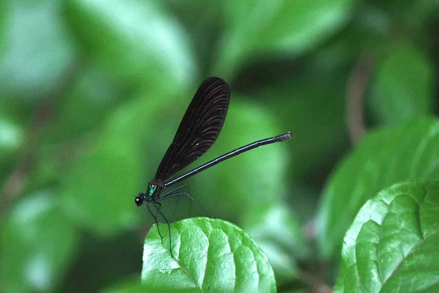 ハグロトンボ ビオトープにて撮影