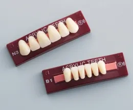 レイニング人工歯 前歯 下顎 115ST-ML series-595_06.jpg