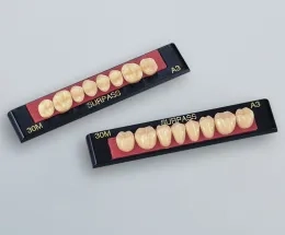 Artificial teeth (hard resin teeth) | 株式会社ジーシー