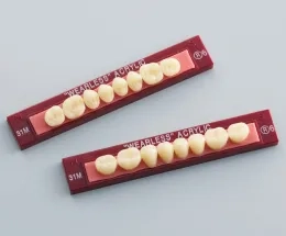 レイニング人工歯 前歯 下顎 115ST-ML レイニング人工歯 前歯 下顎