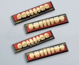 Artificial teeth | 株式会社ジーシー