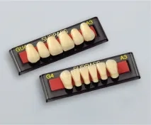 サーパスGシリーズ　前歯