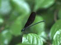 黑羽蜻蜓 於生態池拍攝